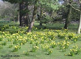 Daffodils in Bushey Park between Teddington & Hampton Court