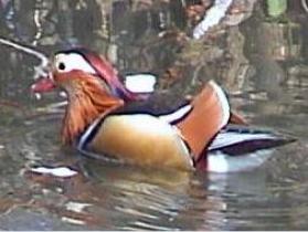 Mandarin Duck in Bushey Park
